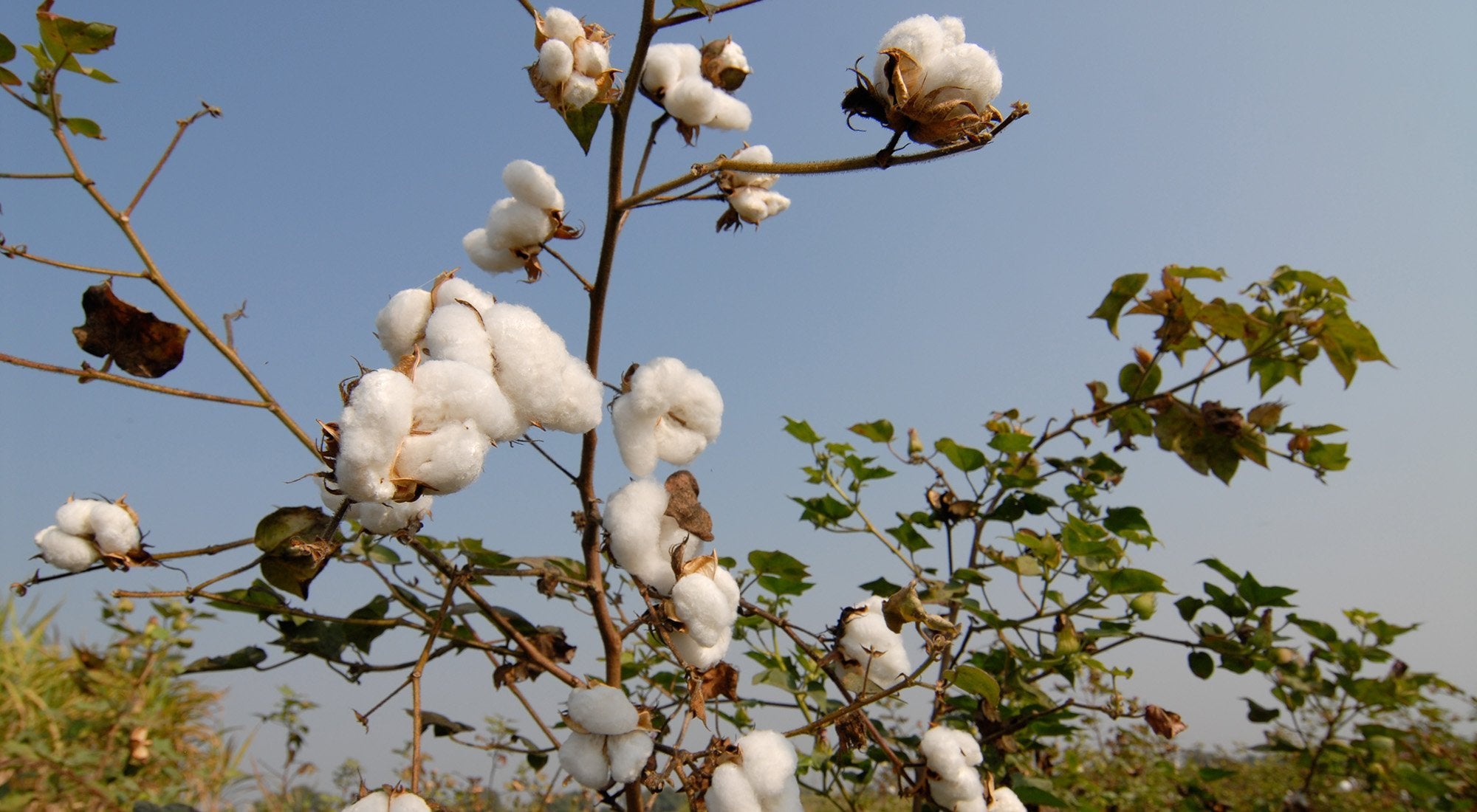 The advantages of organic cotton